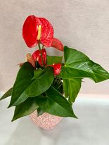 indoor plant tamworth, plant delivery tamworth, Tamworth plants, plant lover, plant gift, Valentines day