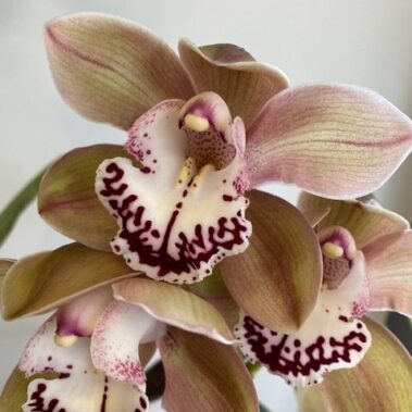 Cymbidium orchid, flowering plant, orchid, plant, tamworth plants, plants tamworth, plant delivery