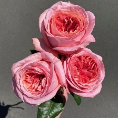 something sweet, pink roses, pink, valentines day, rose, flower delivery, tamworth flowers