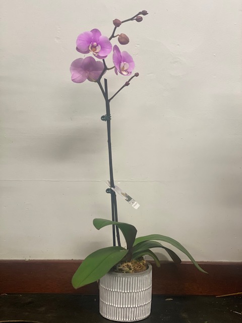 pink orchid, orchid plant, flowering plant, orchid, mothers day gift, ,mothers day delivery, mothers day tamworth, Tamworth florist