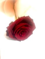 Valentines Day, Red Rose, Rose delivery,